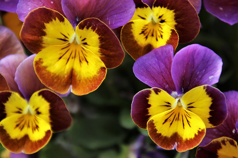Tanaman Pansy