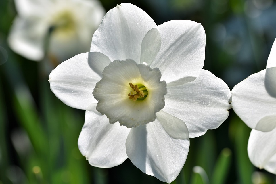 Narcissus Dalam Sejarah