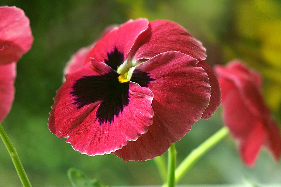 Tempat Menanam Pansy