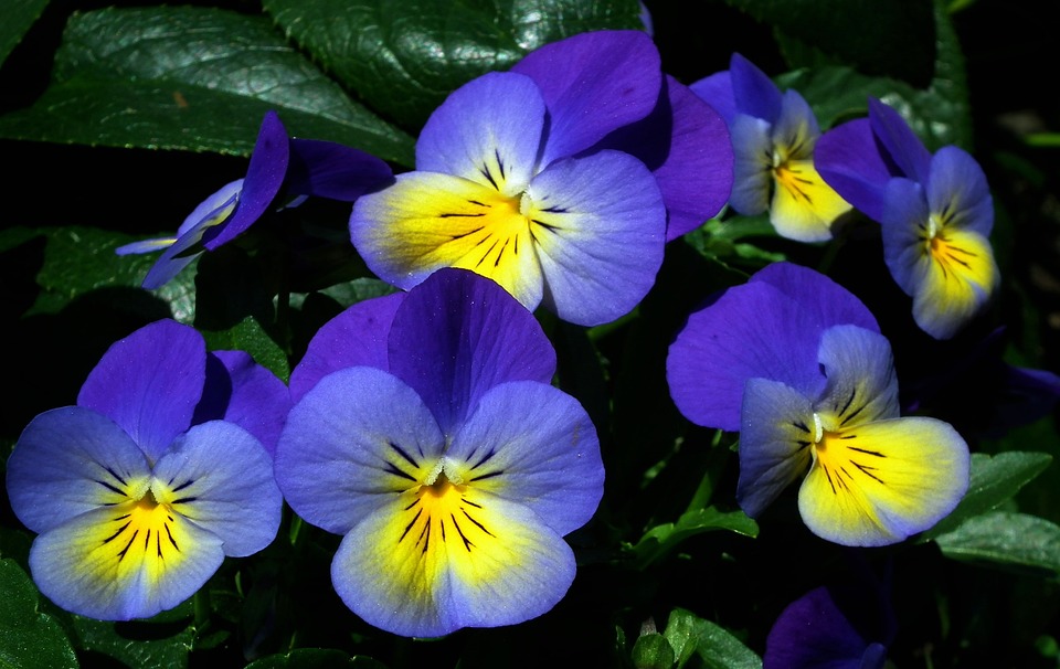 Pertumbuhan Pansy