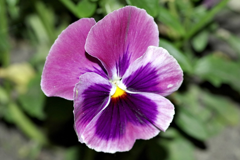 Pertumbuhan Pansy