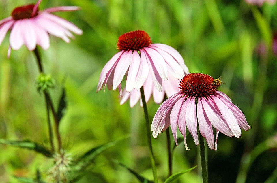 Tanaman Coneflower