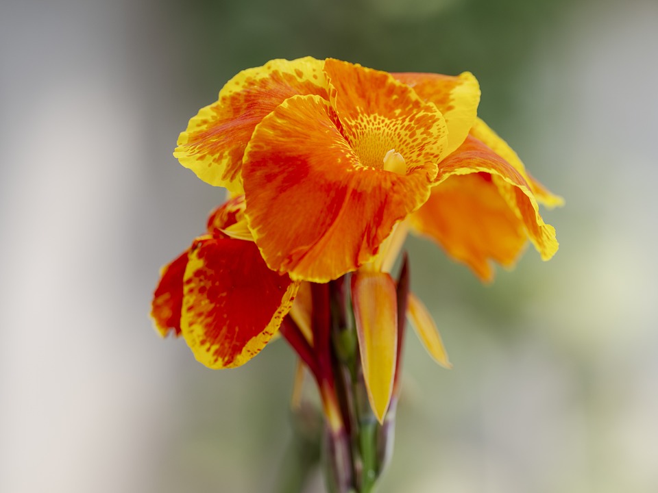 Tanaman Canna