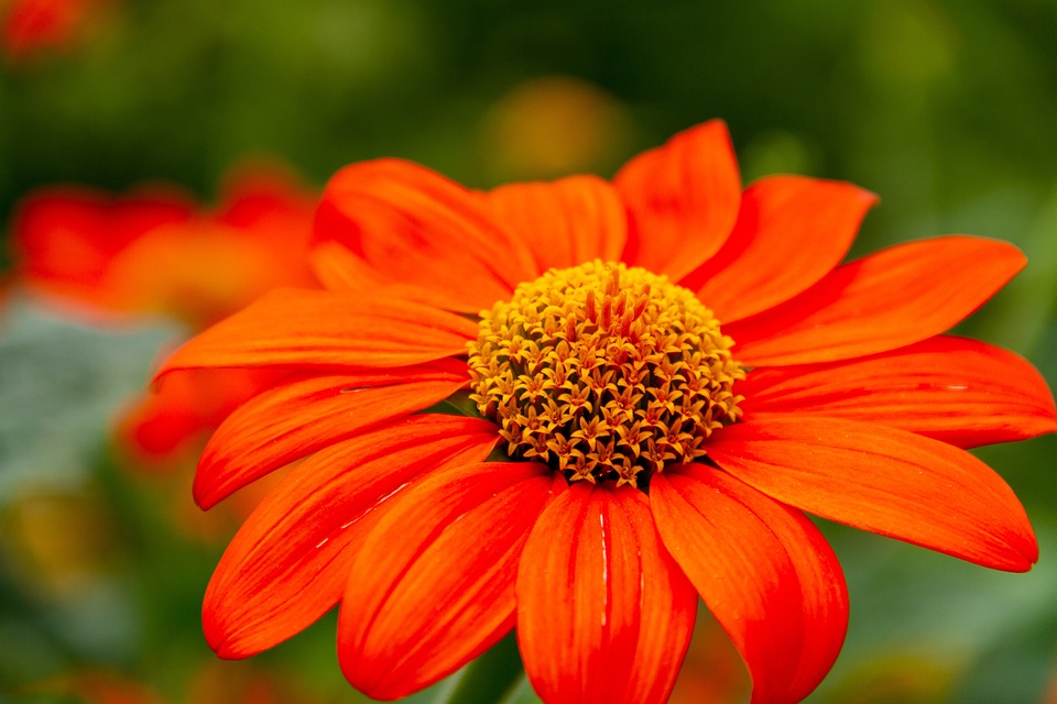 Tanaman Coneflower
