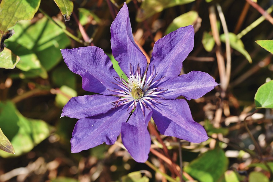 Tanaman Clematis
