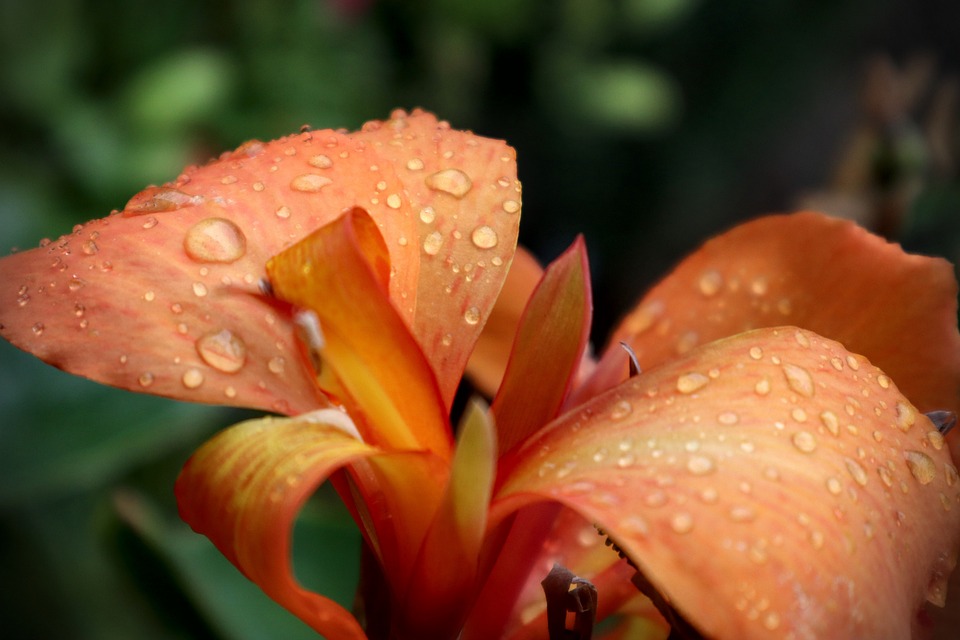 Tanaman Canna