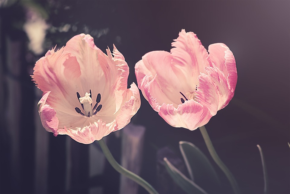Bunga Tulip