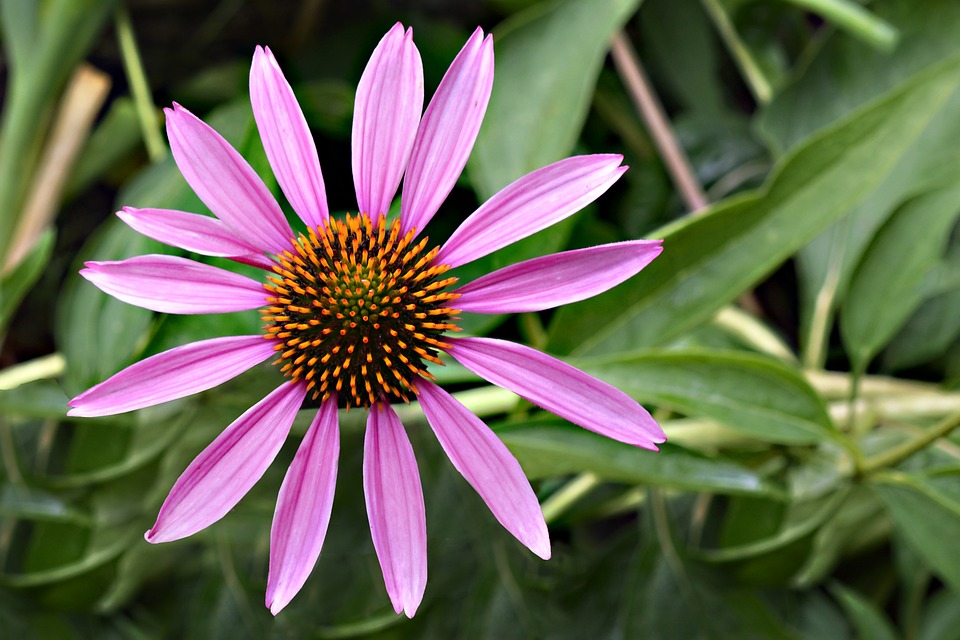 Menanam Coneflower Dalam Pot