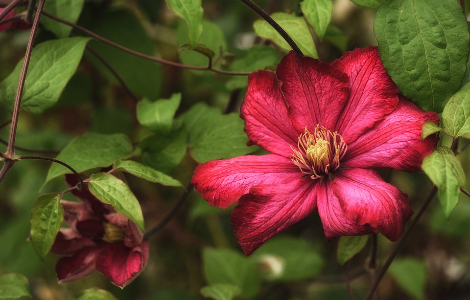 Tanaman Clematis
