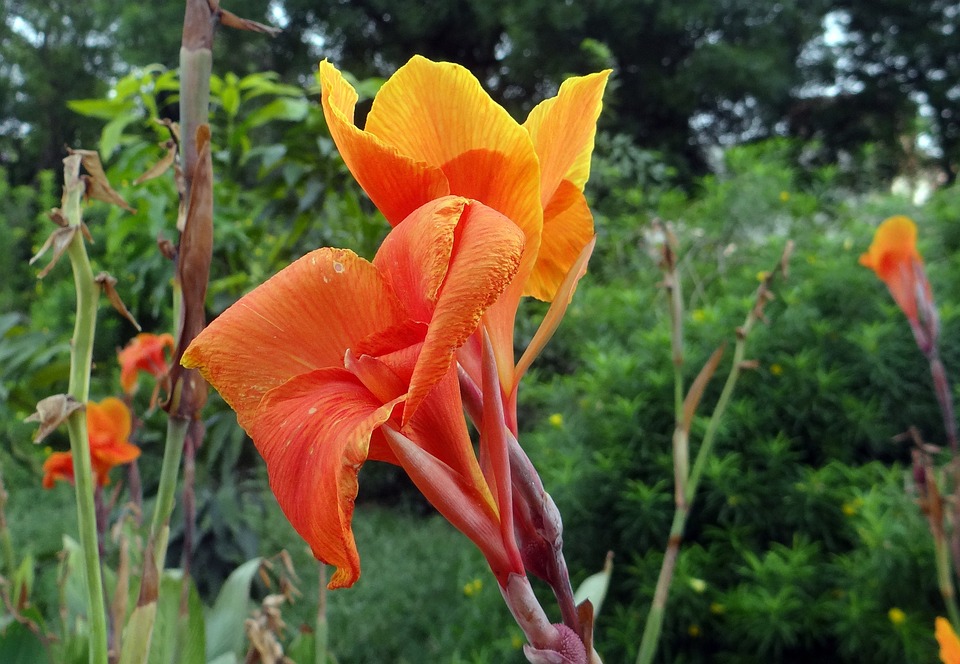 Tanaman Canna