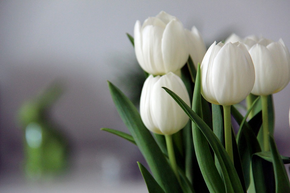 Bunga Tulip