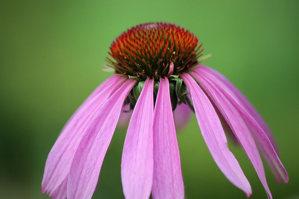 Tanaman Coneflower