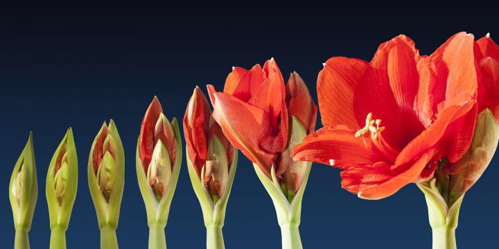Amaryllis