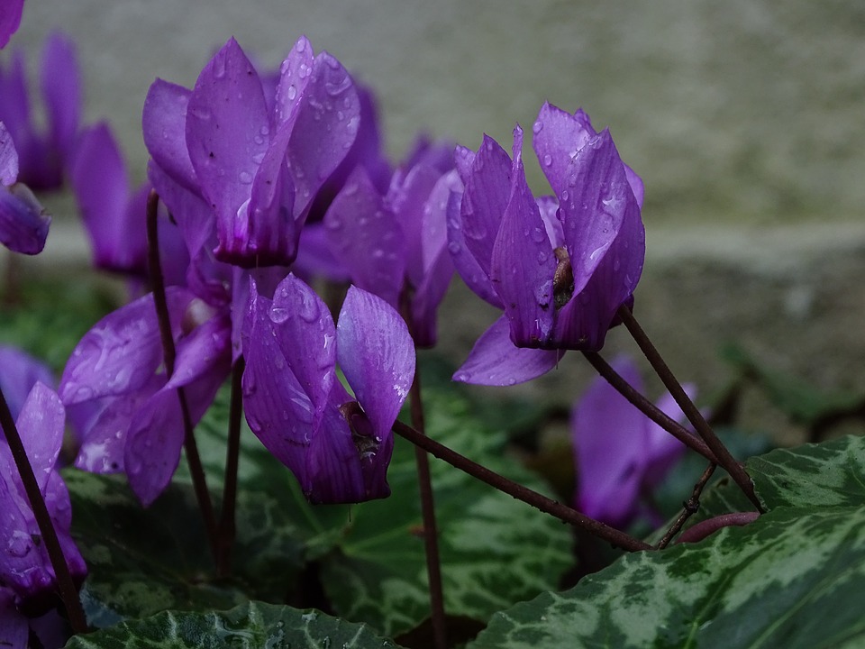 Cyclamens