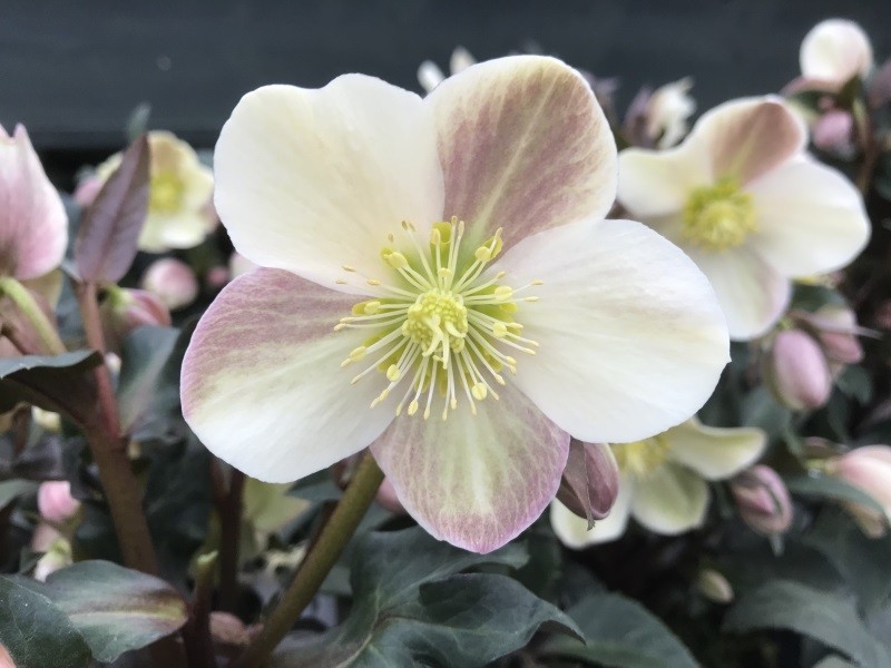 Hellebore