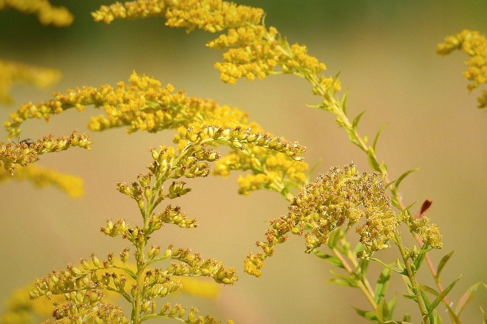 Tanaman Goldenrod