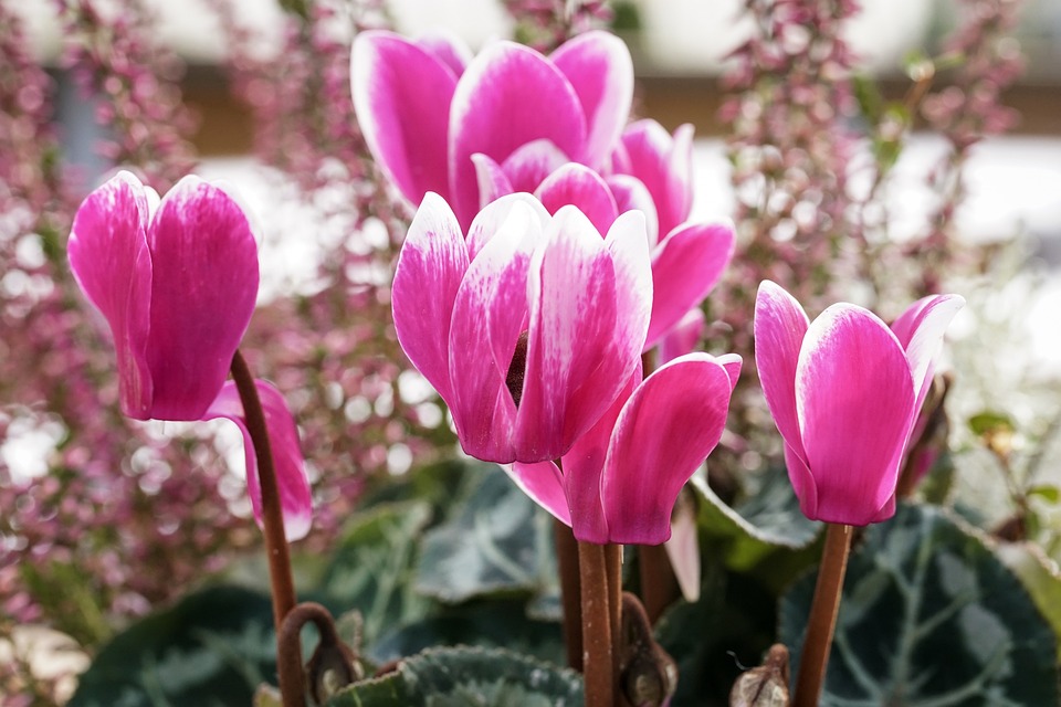 Cyclamens