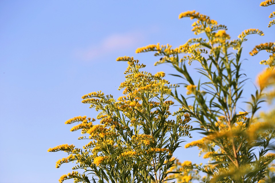 Tanaman Goldenrod