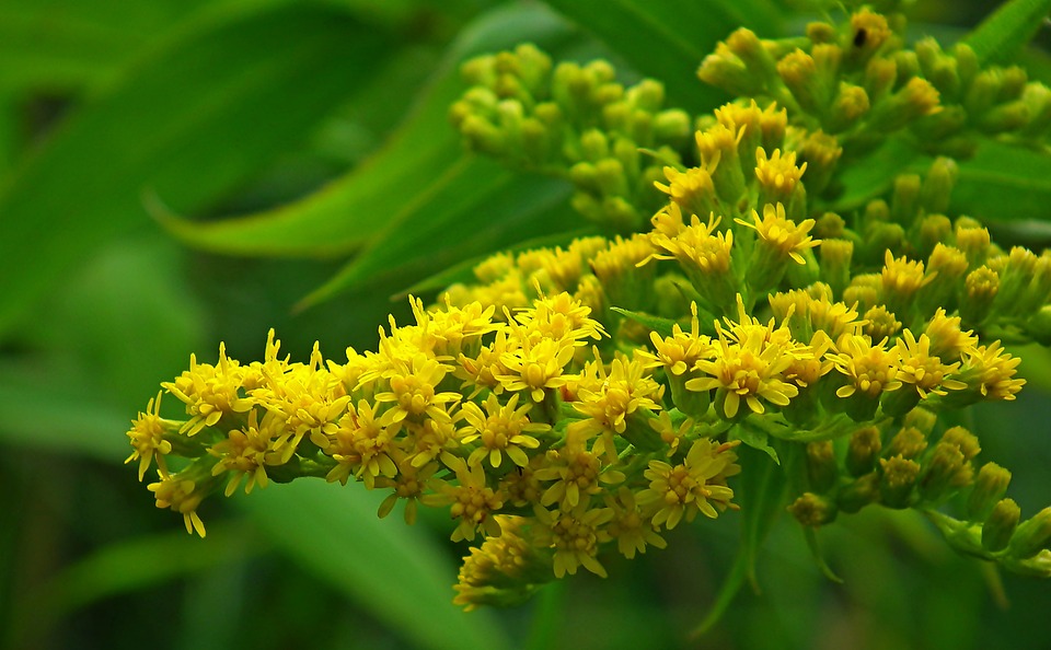 Tanaman Goldenrod