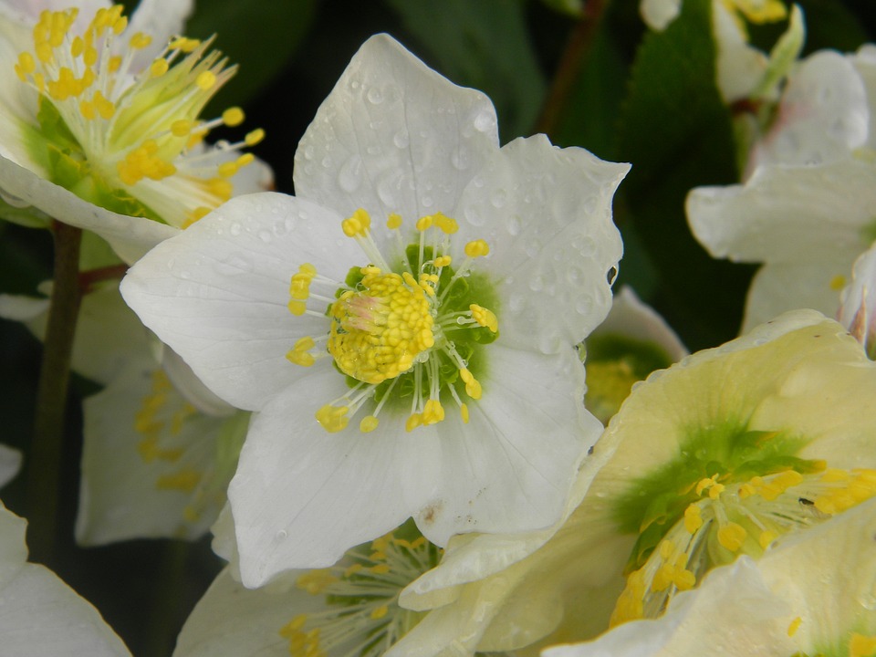 Hellebore