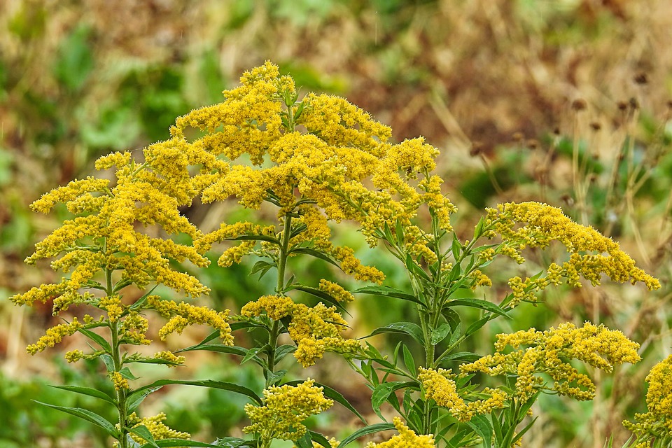Menumbuhkan Tanaman Goldenrod