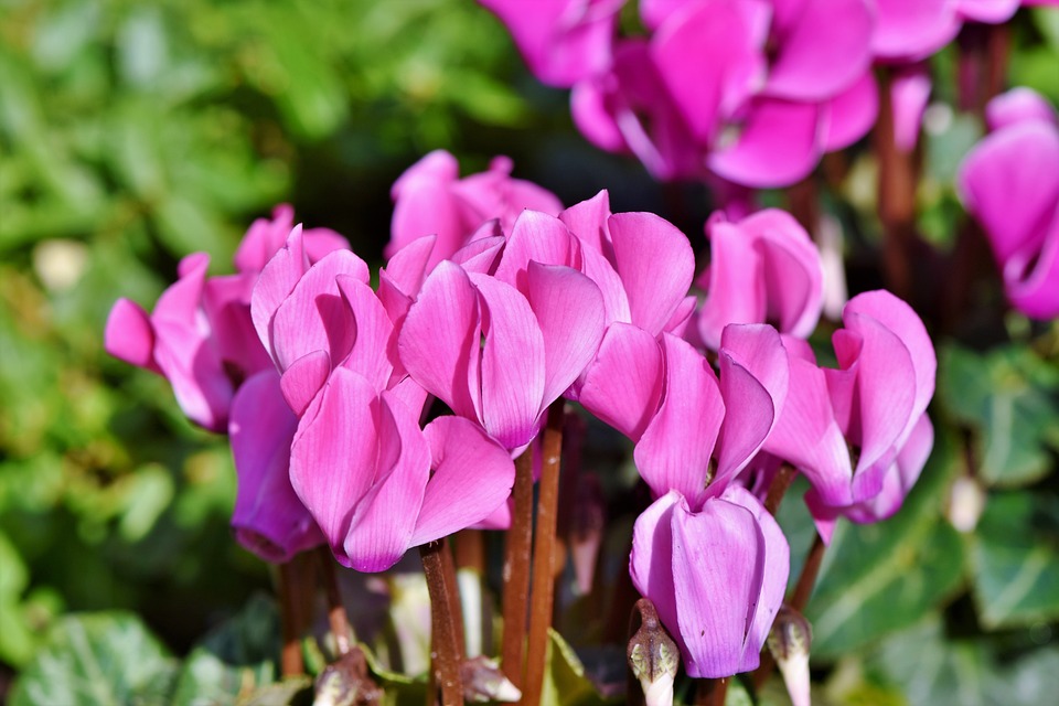 Tanaman Cyclamens