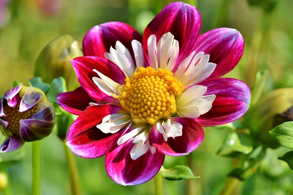 Bunga Zinnia
