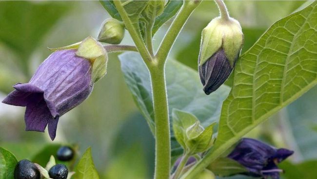 Belladonna