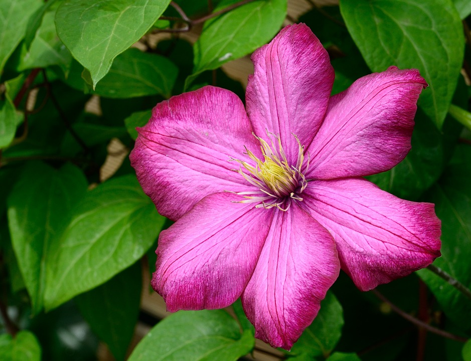 Bunga Clematis