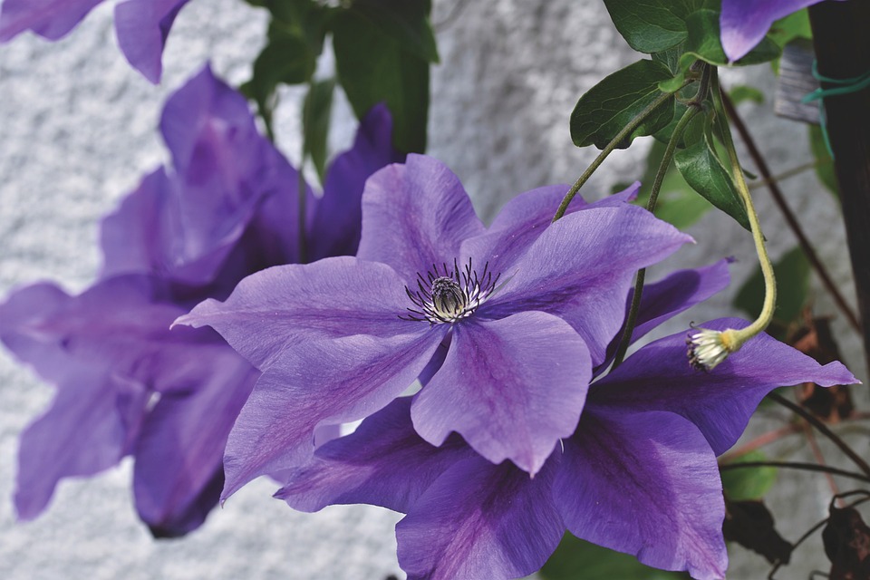 Bunga Clematis