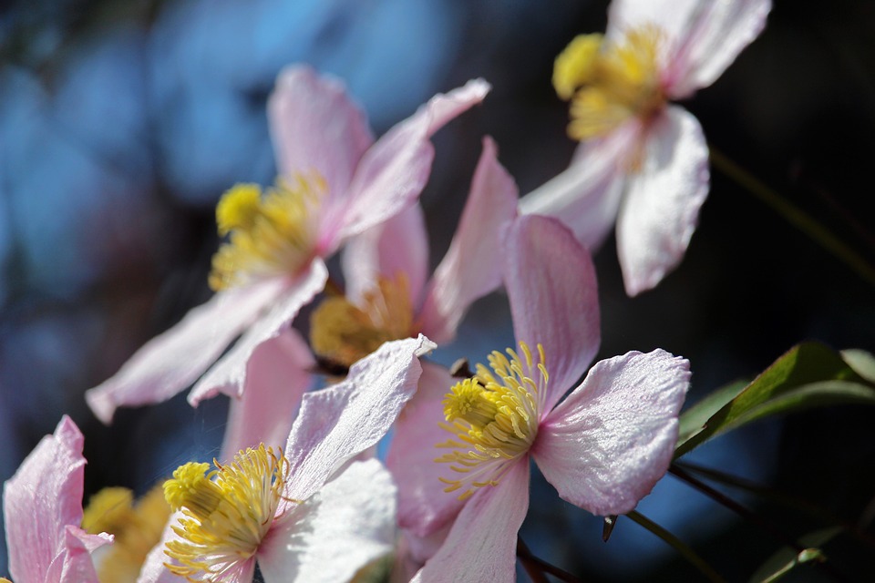 Bunga Clematis